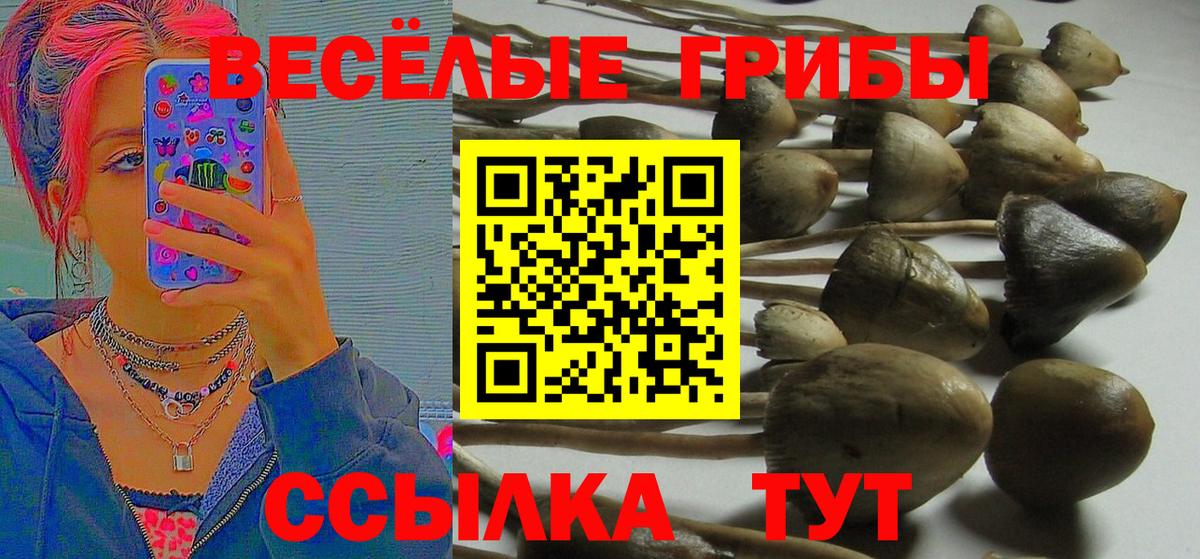 Галлюциногенные грибы Psilocybe  Вход с VPN  Новотроицк 